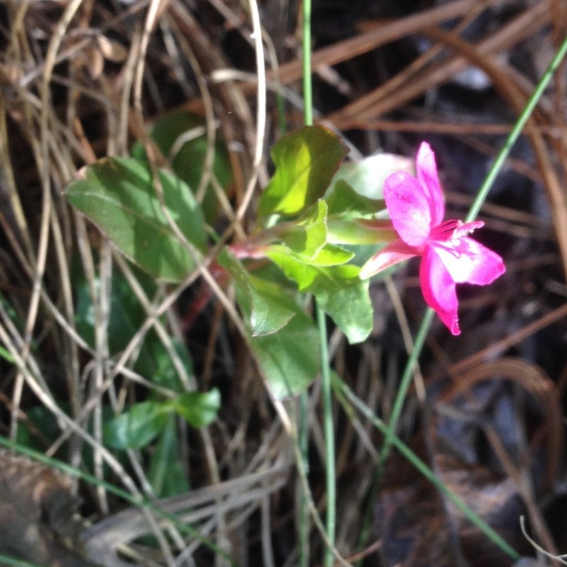 Oenothera deserticola photo 5