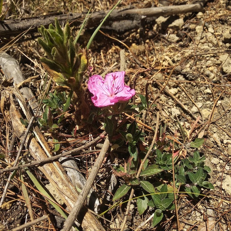 Oenothera deserticola photo 6