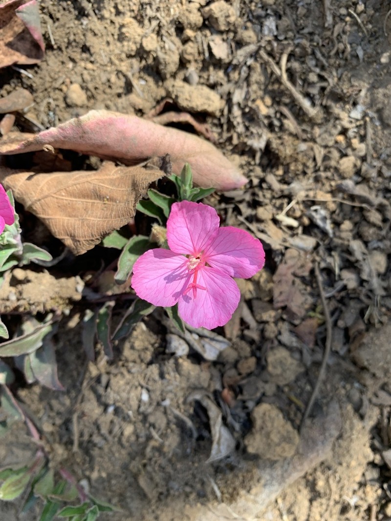 Oenothera deserticola photo 7