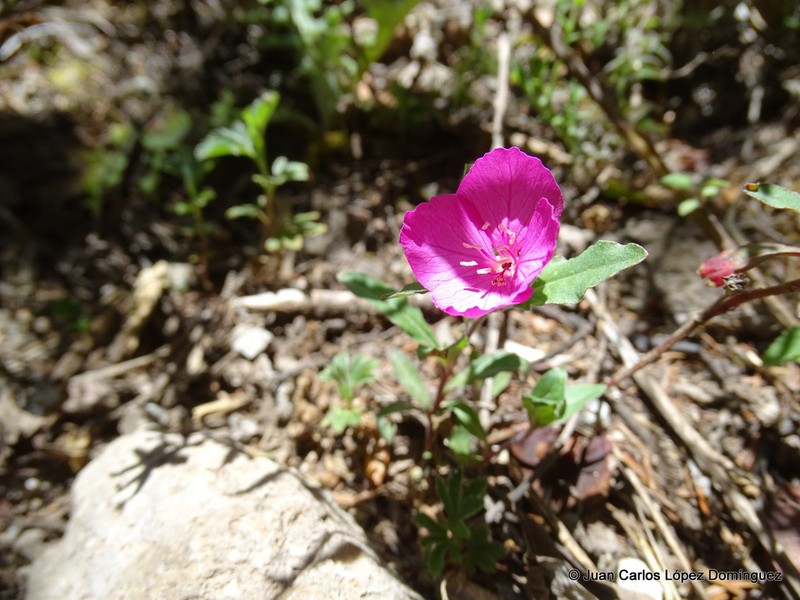 Oenothera deserticola photo 8