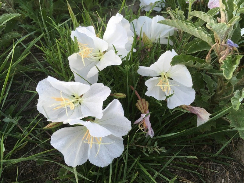 Oenothera dissecta