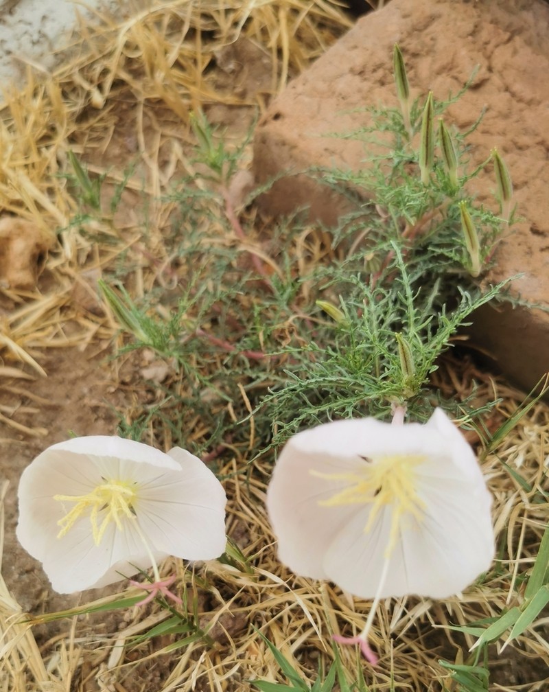 Oenothera dissecta photo 2