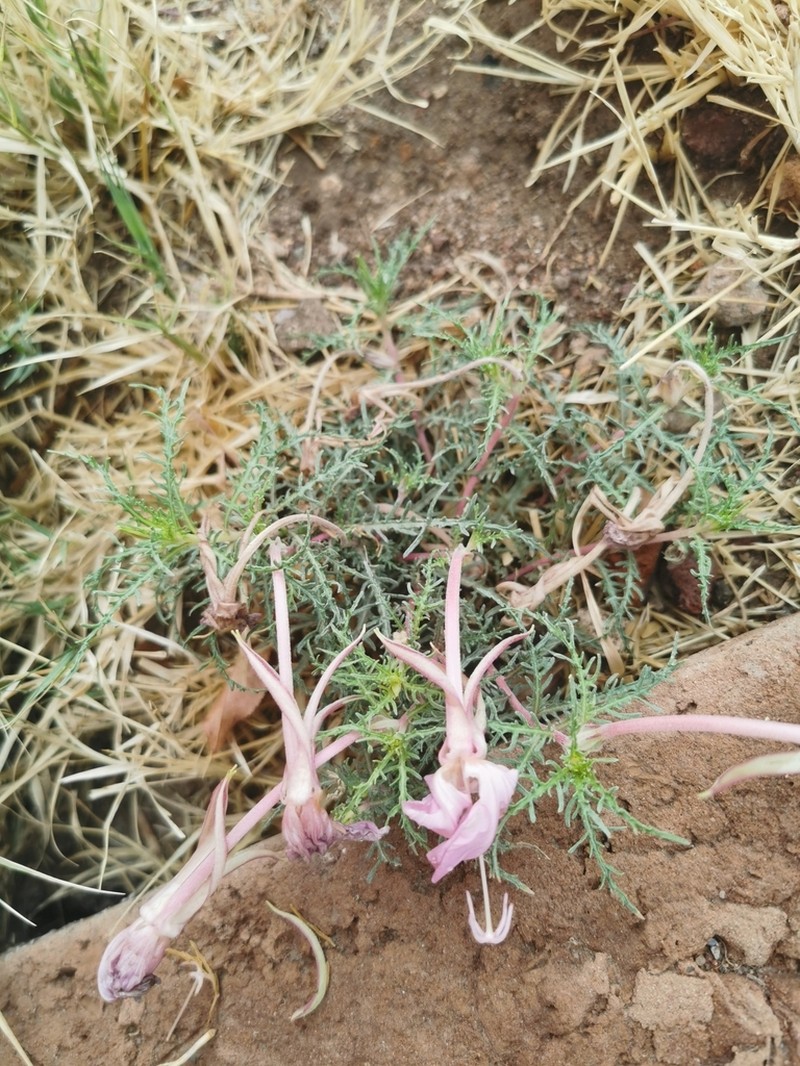 Oenothera dissecta photo 3