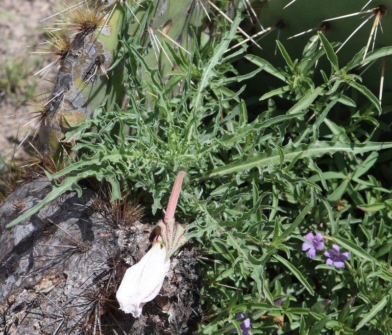 Oenothera dissecta photo 4