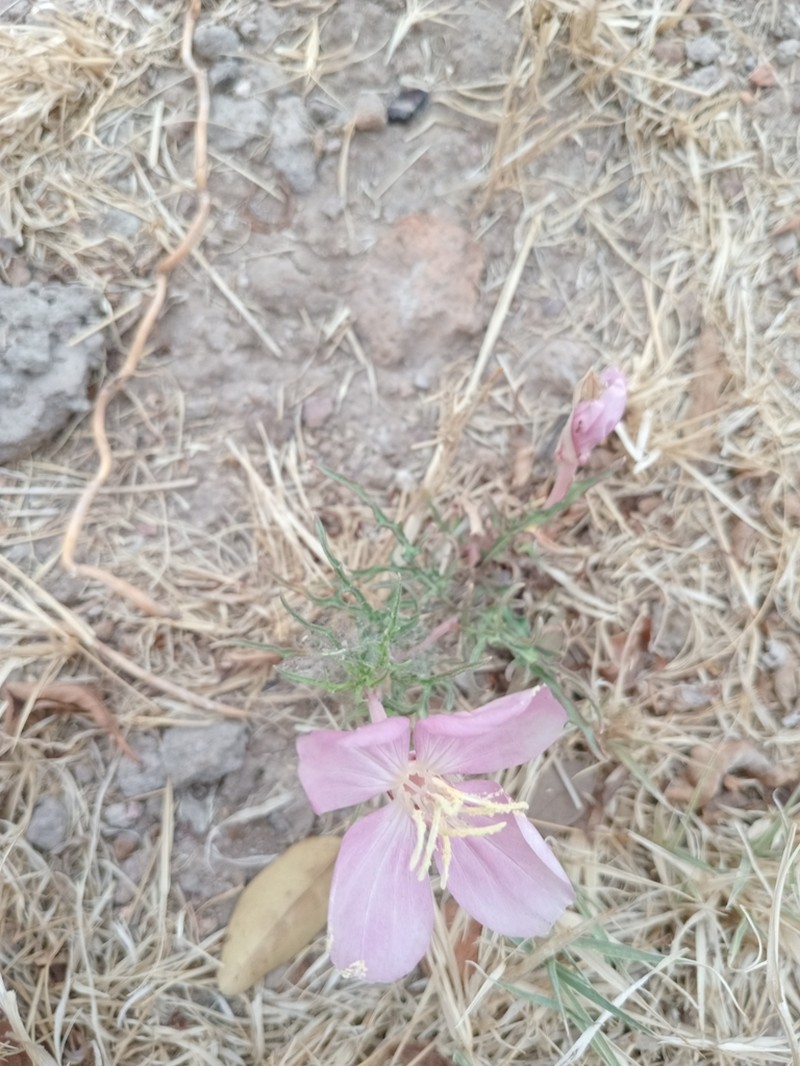 Oenothera dissecta photo 5