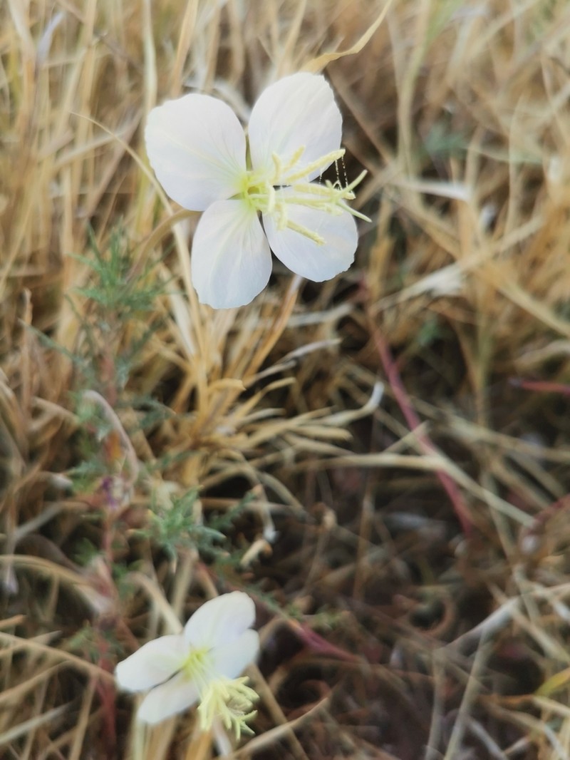 Oenothera dissecta photo 6