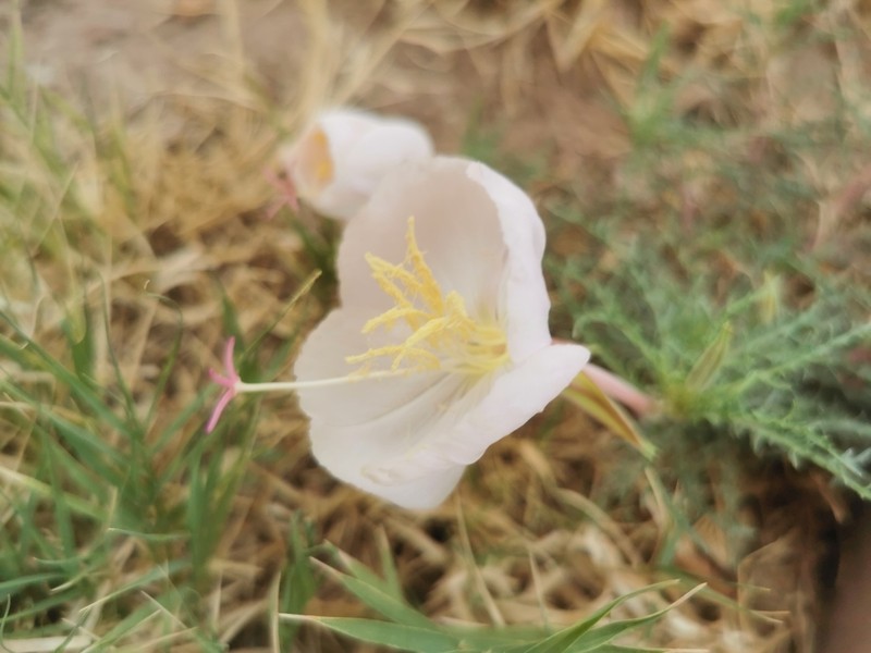 Oenothera dissecta photo 7