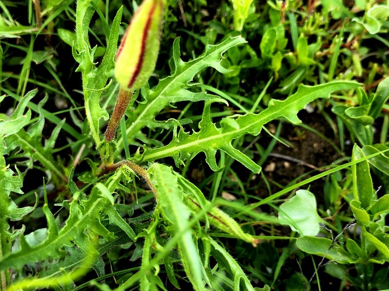 Oenothera dissecta photo 8