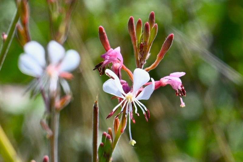 Oenothera dodgeniana