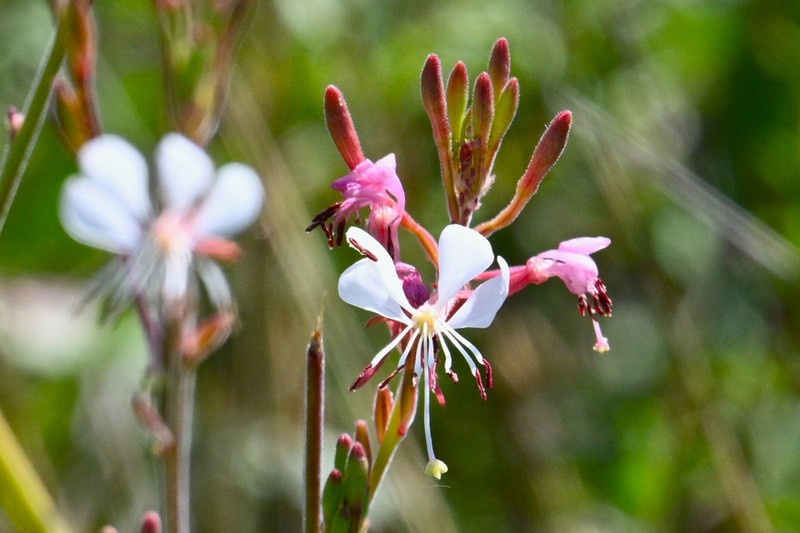 Oenothera dodgeniana photo 2