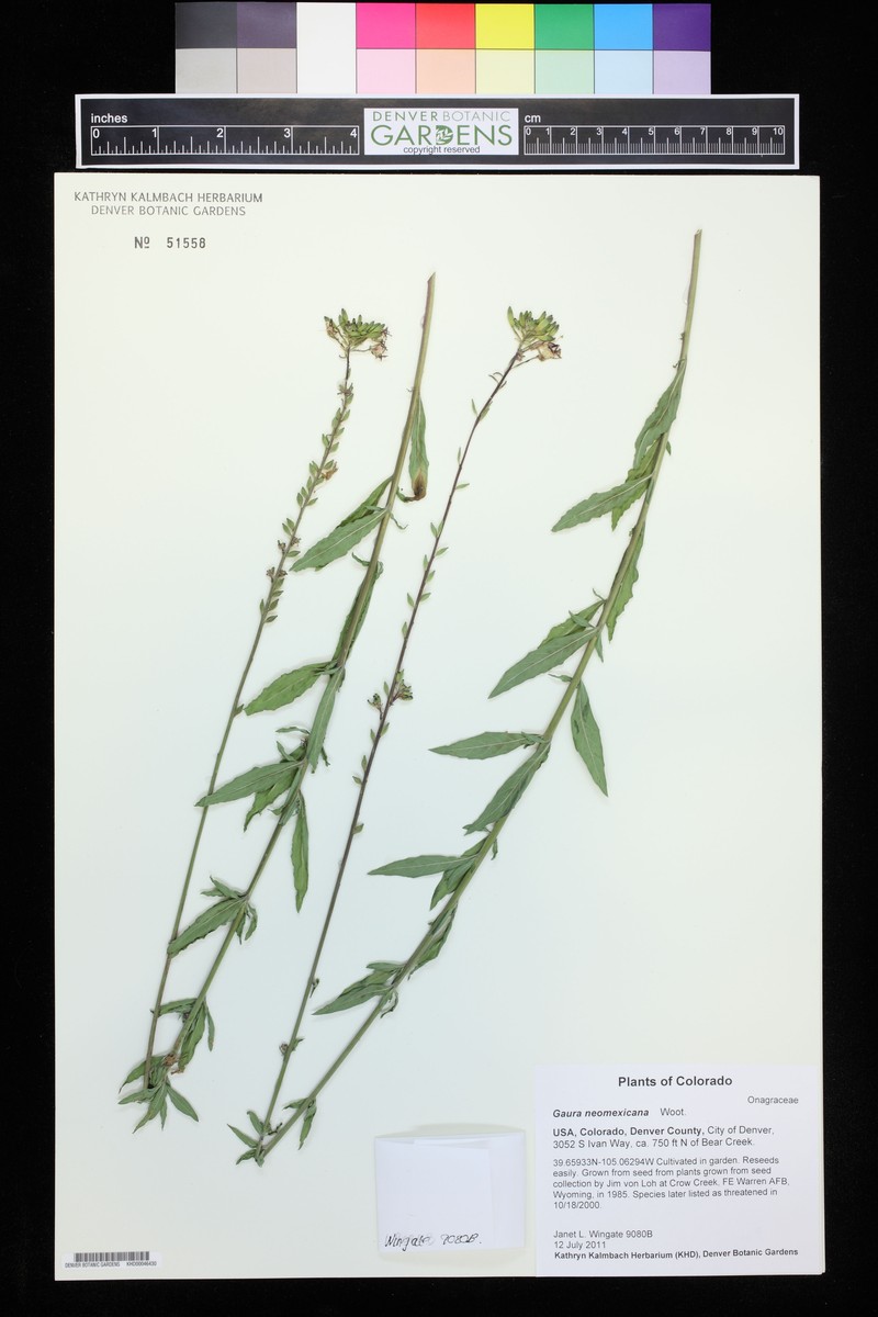 Oenothera dodgeniana photo 3