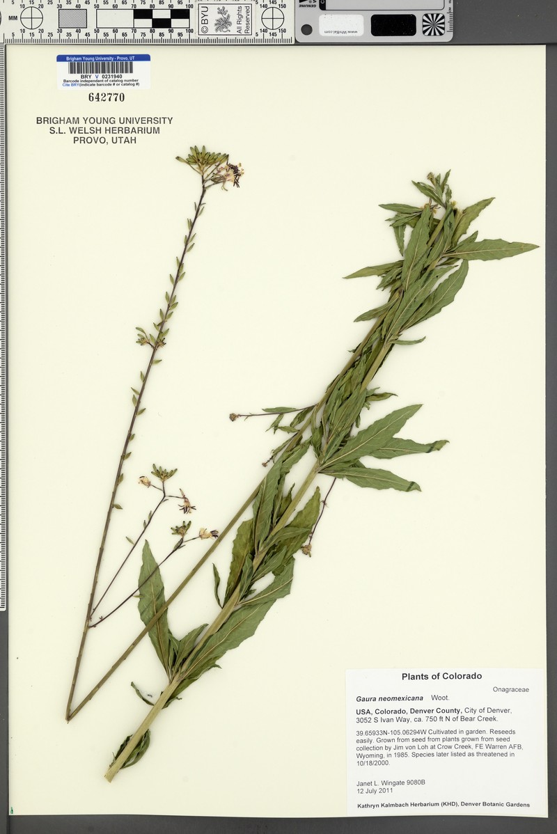 Oenothera dodgeniana photo 4