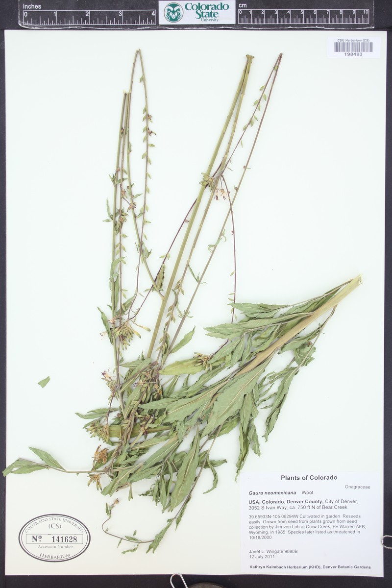 Oenothera dodgeniana photo 5