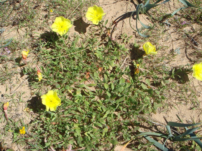 Beach Evening Primrose photo 2