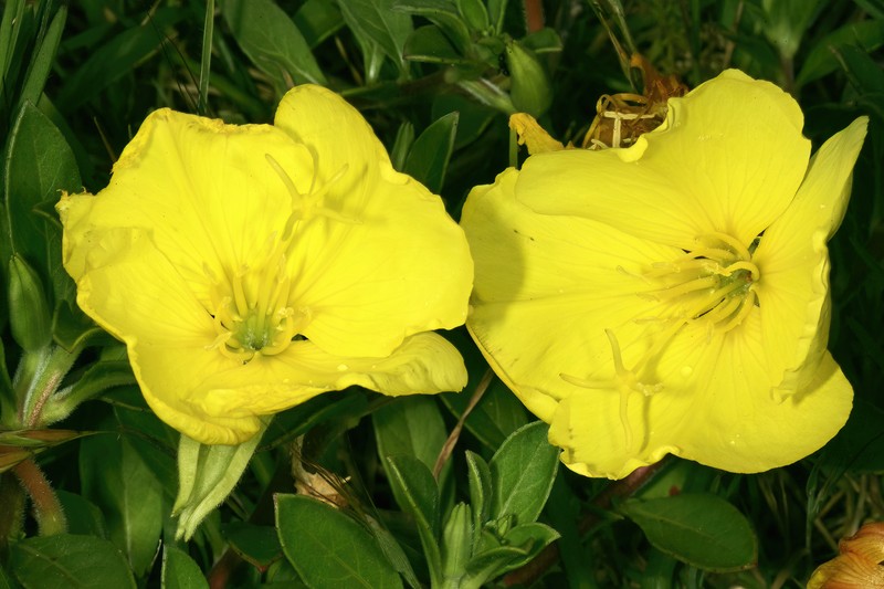 Beach Evening Primrose photo 3