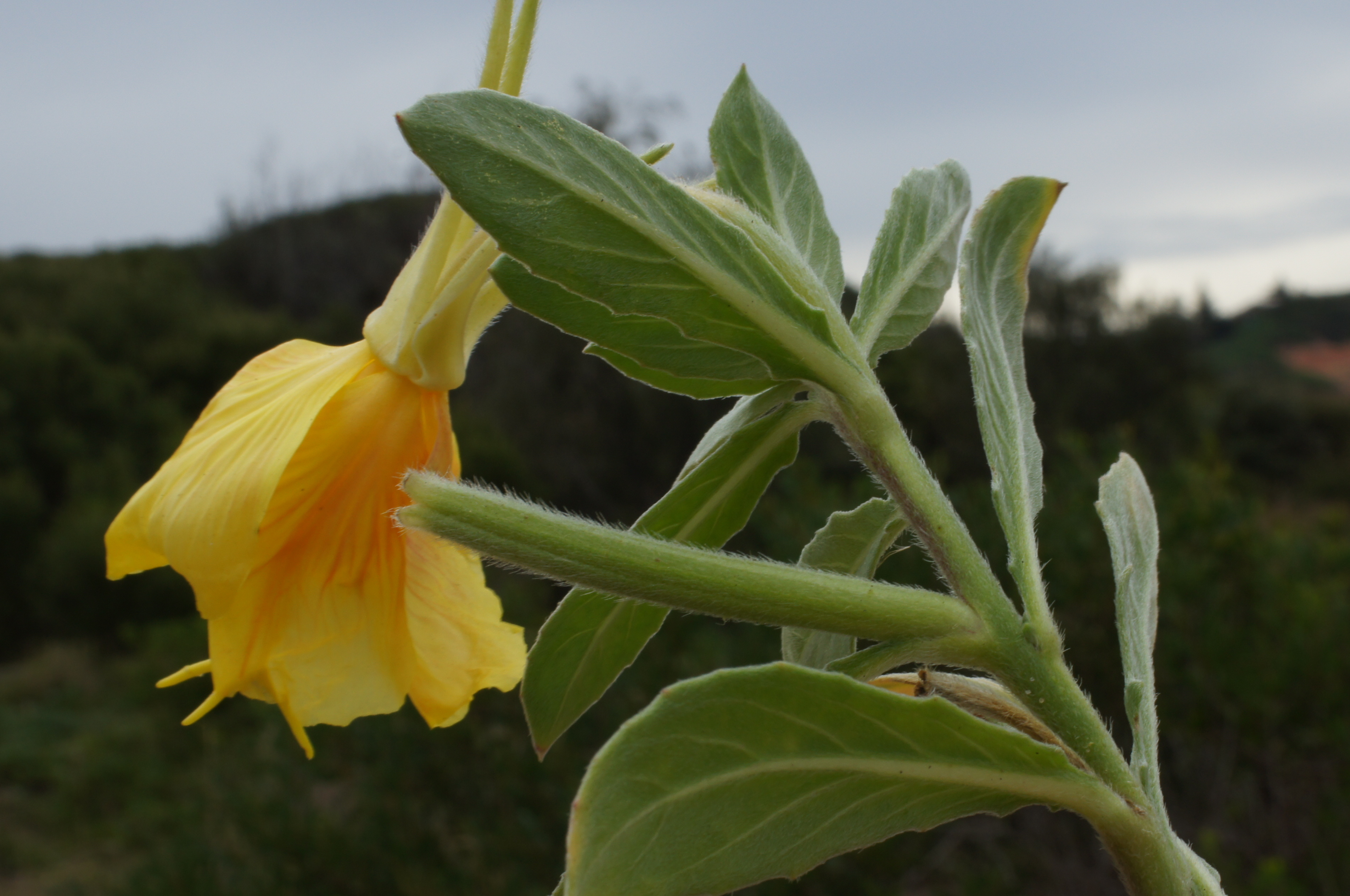Beach Evening Primrose photo 4