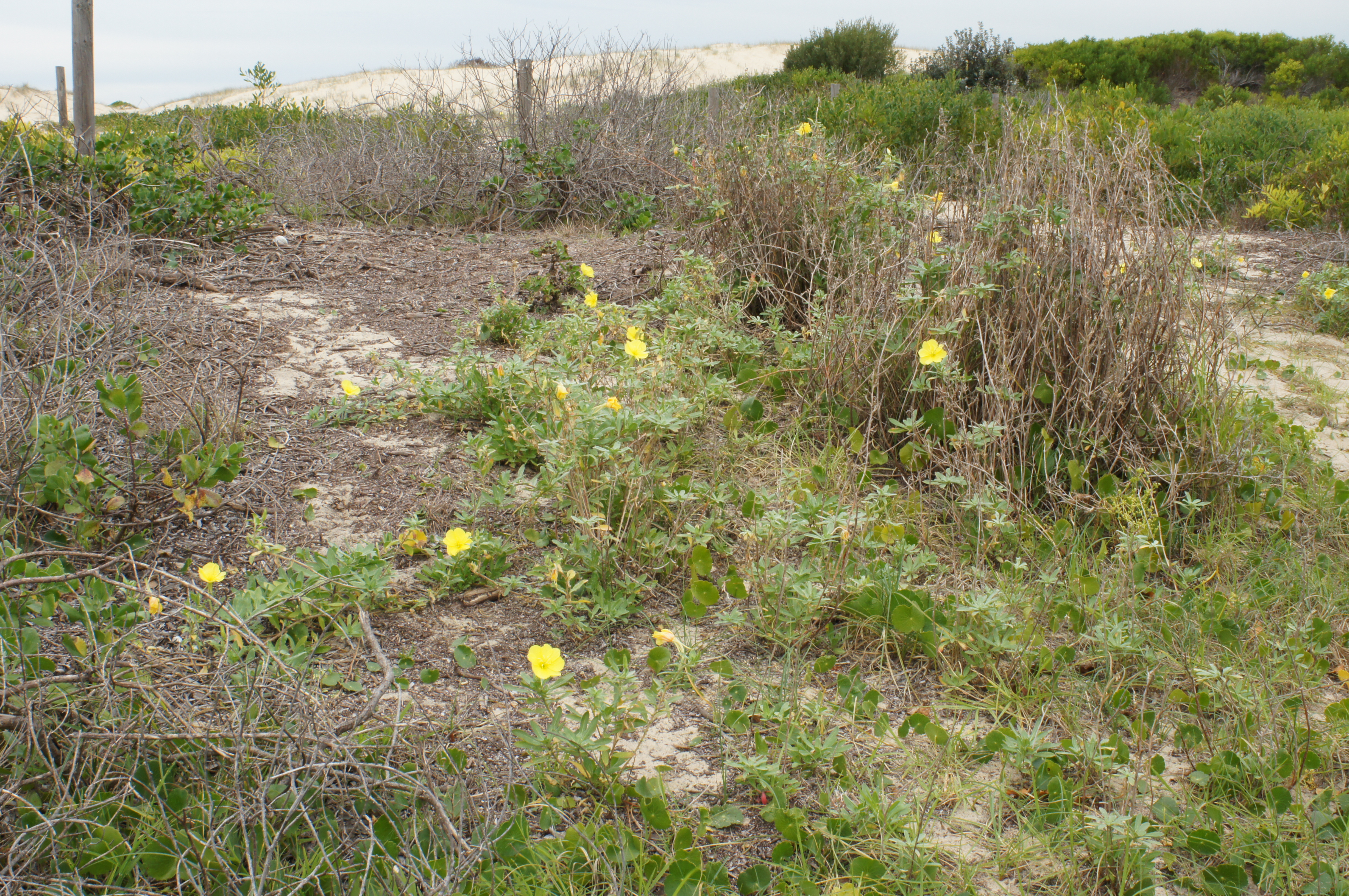 Beach Evening Primrose photo 5