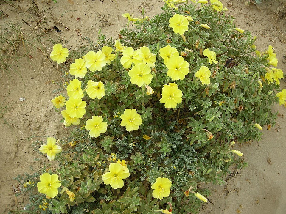 Beach Evening Primrose photo 6