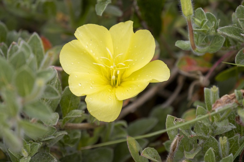 Beach Evening Primrose photo 6