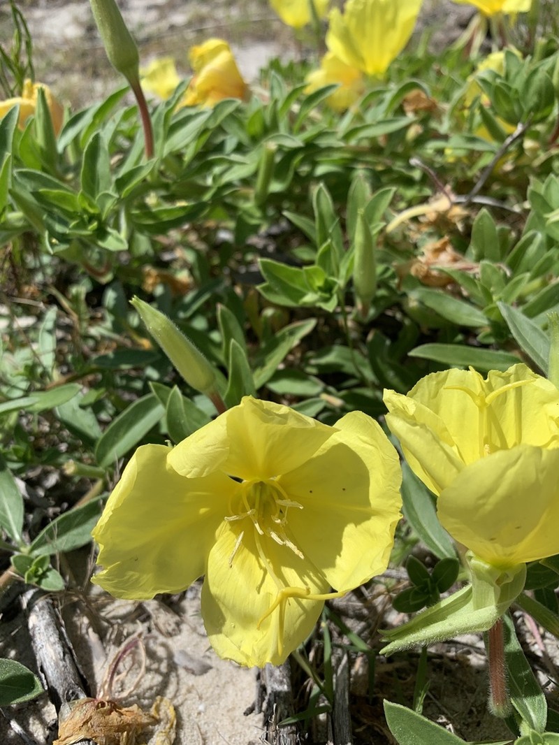 Beach Evening Primrose photo 7