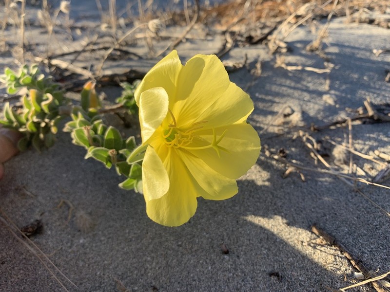 Beach Evening Primrose photo 8