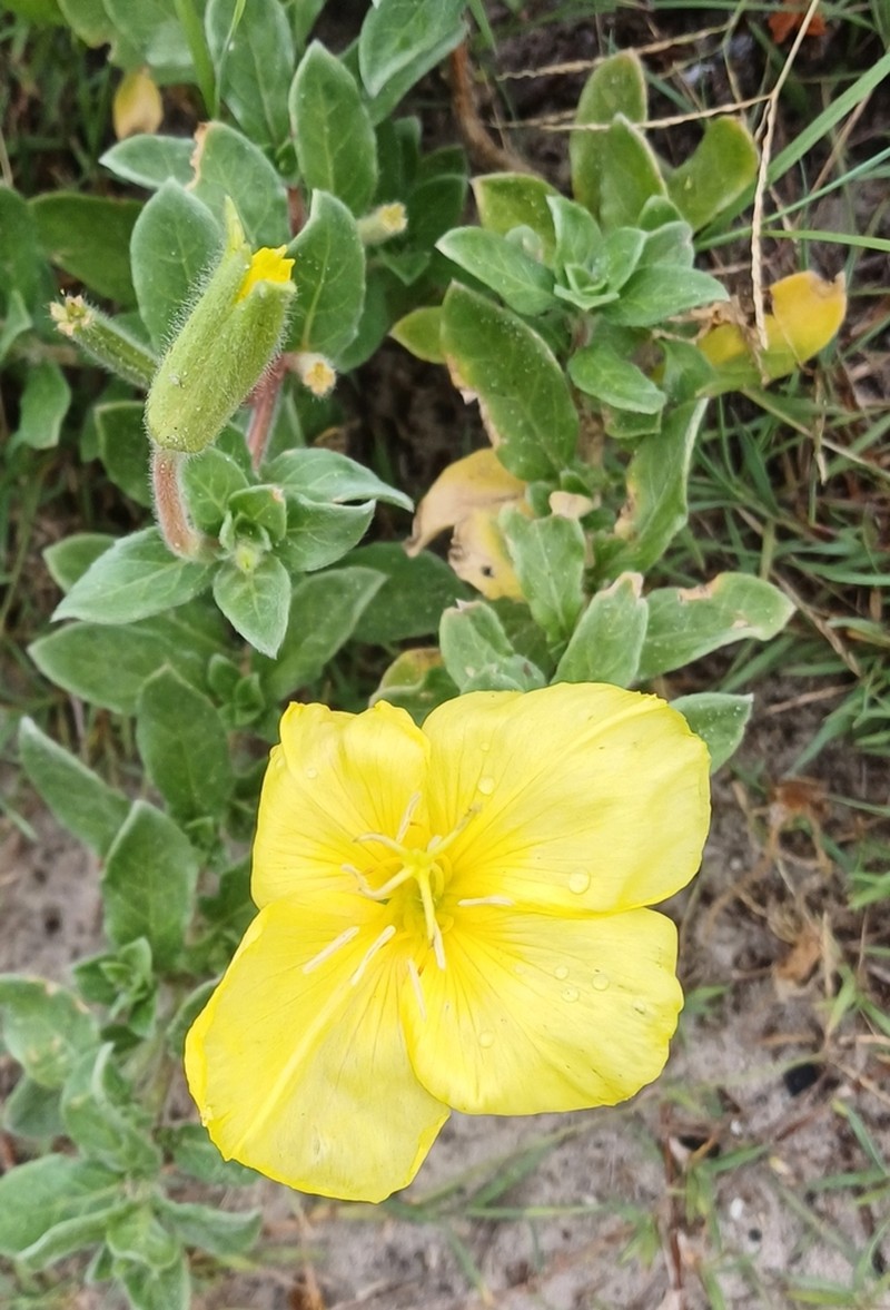 Beach Evening Primrose photo 9