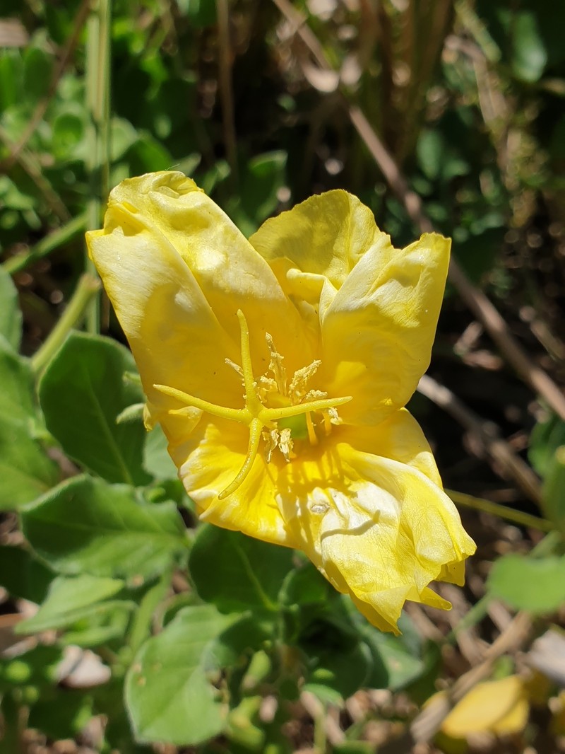 Oenothera drummondii subsp. drummondii