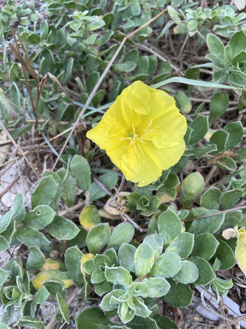 Oenothera drummondii subsp. drummondii photo 2