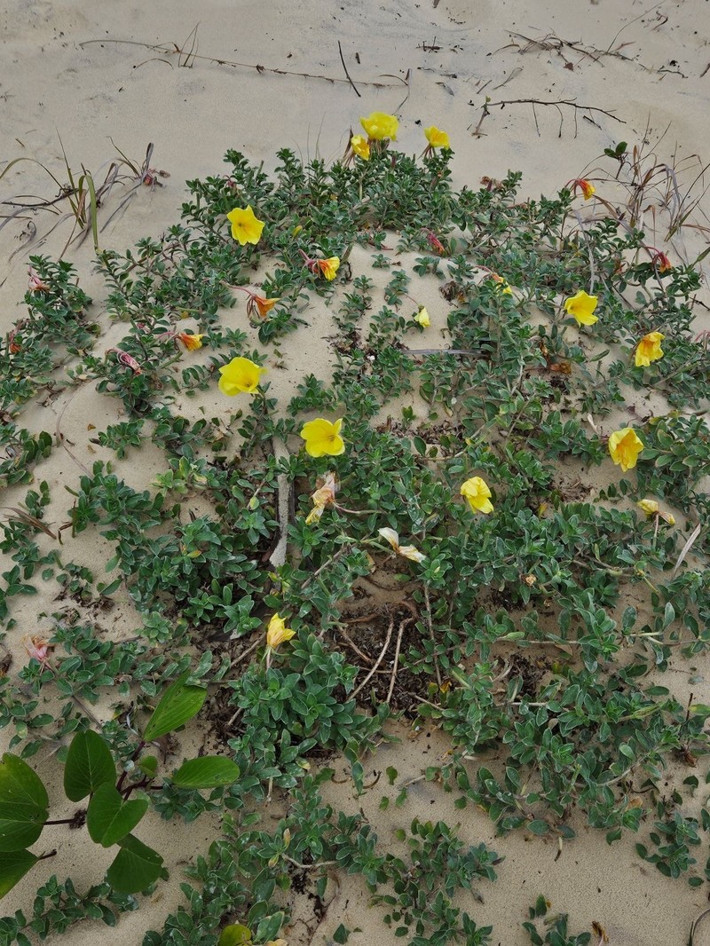Oenothera drummondii subsp. drummondii photo 3