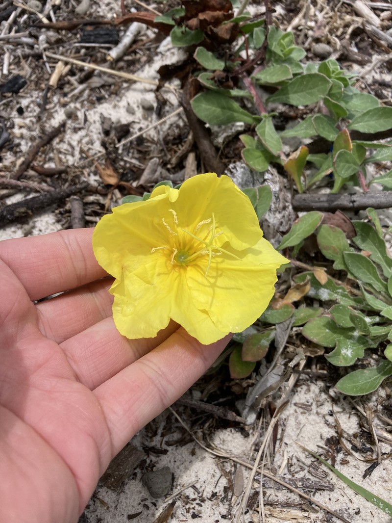 Oenothera drummondii subsp. drummondii photo 4