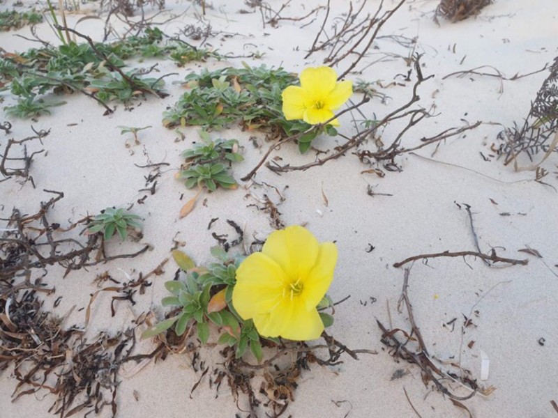 Oenothera drummondii subsp. drummondii photo 5