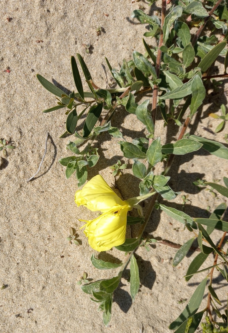 Oenothera drummondii subsp. drummondii photo 6
