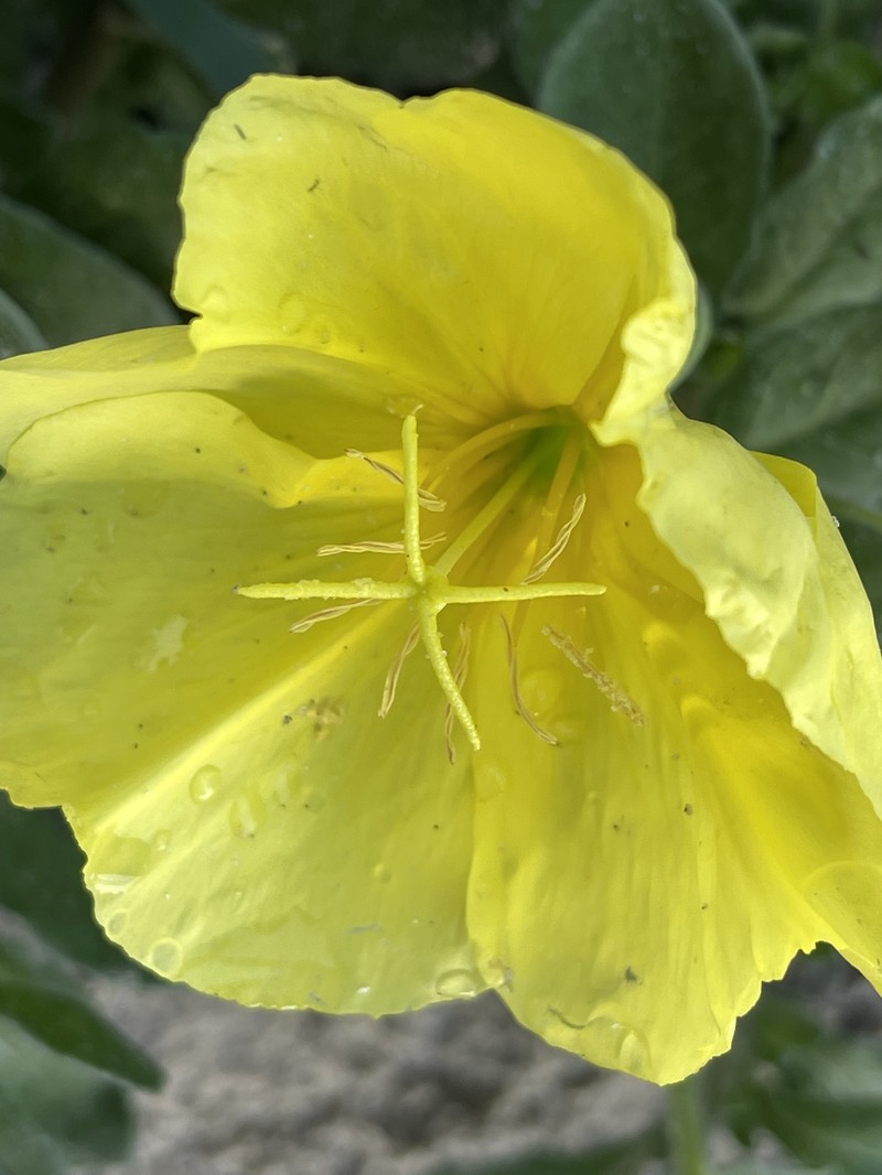 Oenothera drummondii subsp. drummondii photo 7