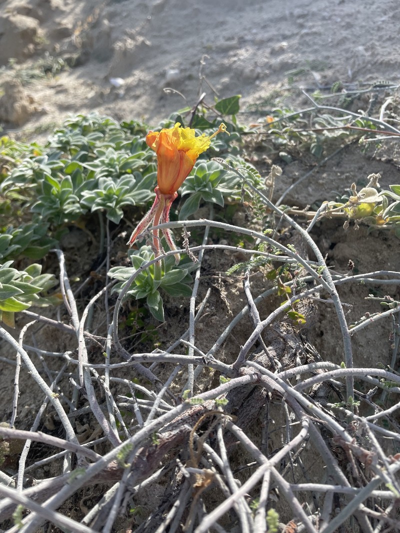 Oenothera drummondii subsp. thalassaphila
