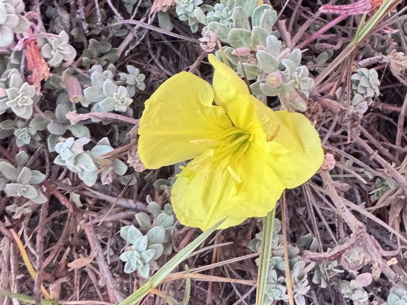 Oenothera drummondii subsp. thalassaphila photo 2