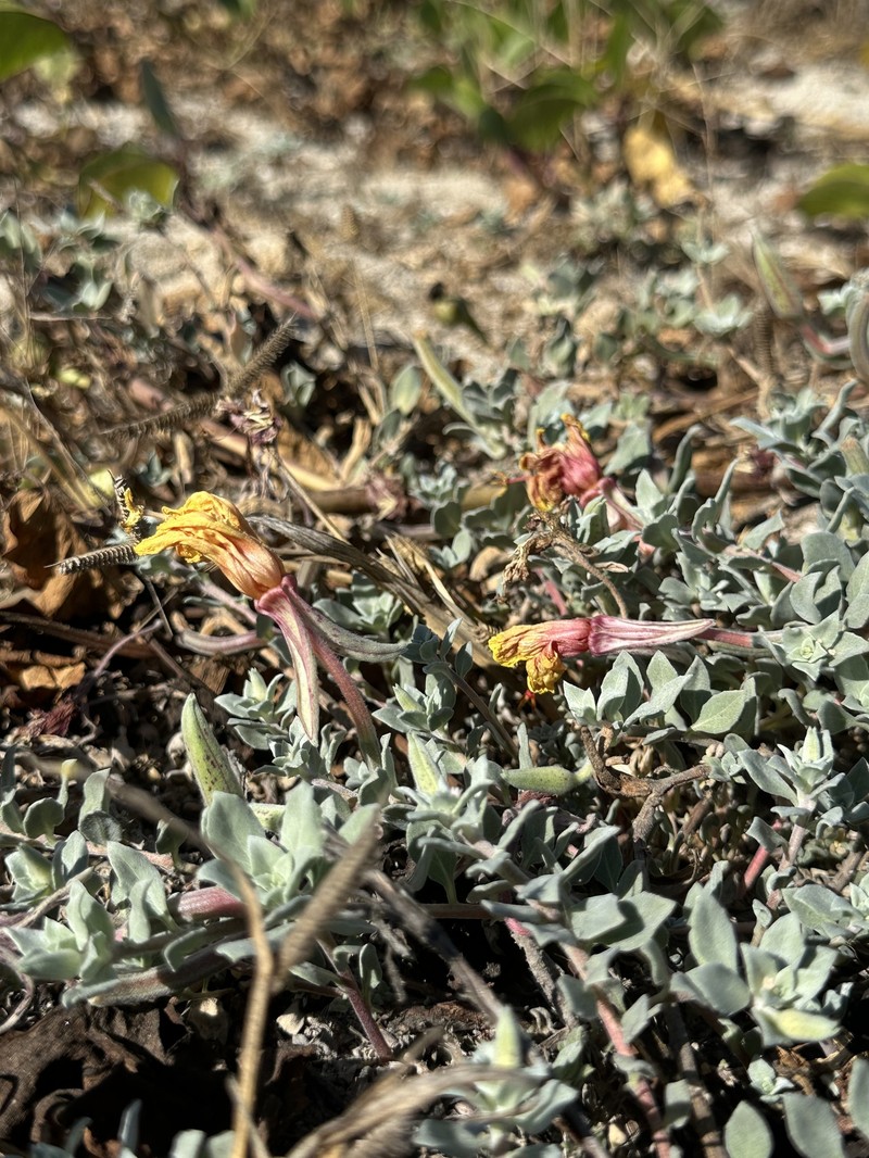 Oenothera drummondii subsp. thalassaphila photo 3