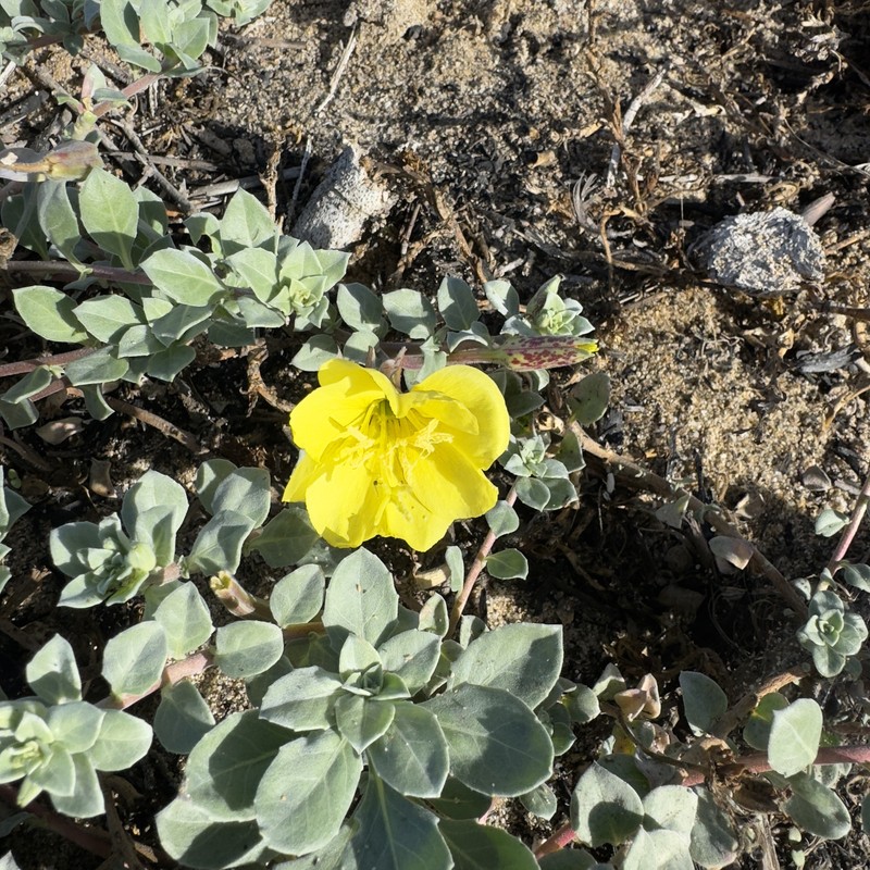 Oenothera drummondii subsp. thalassaphila photo 4