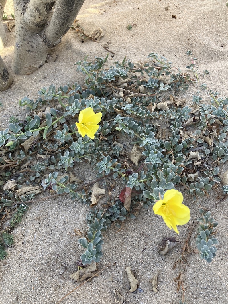 Oenothera drummondii subsp. thalassaphila photo 5
