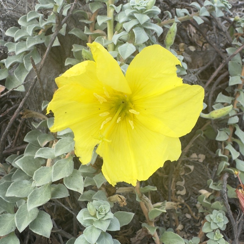 Oenothera drummondii subsp. thalassaphila photo 6