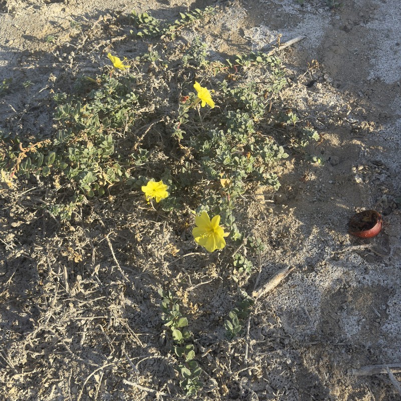 Oenothera drummondii subsp. thalassaphila photo 8