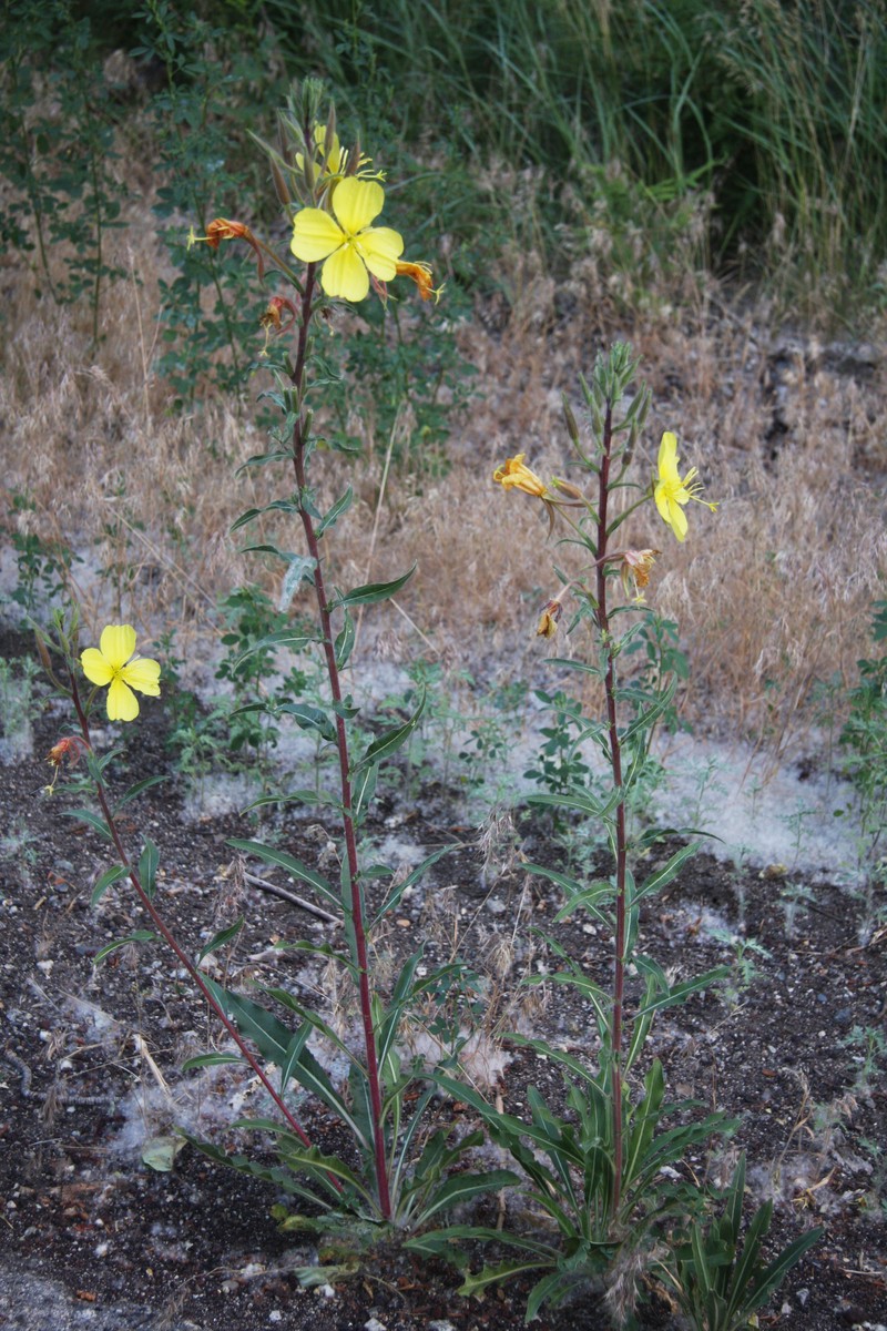 Hooker's Evening Primrose photo 4