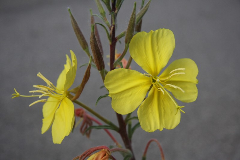 Hooker's Evening Primrose photo 5