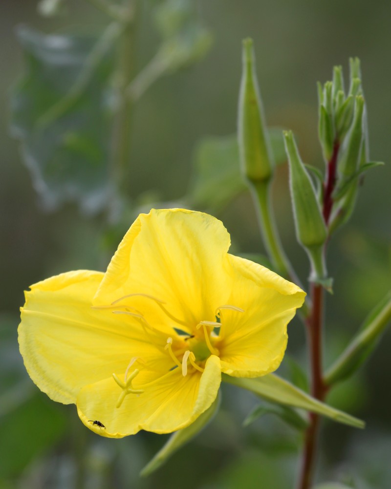 Hooker's Evening Primrose photo 2