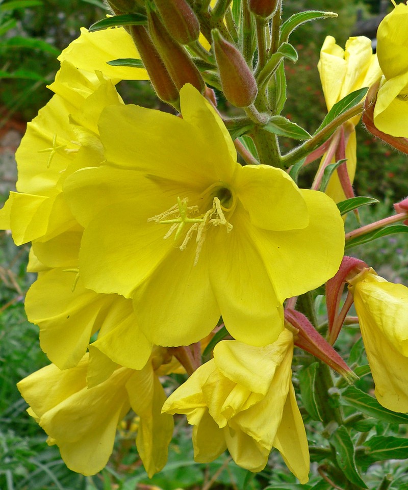 Hooker's Evening Primrose