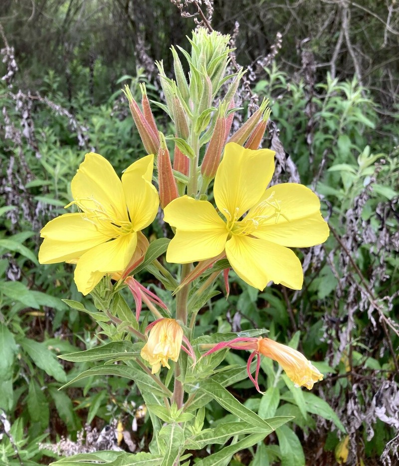 Hooker's Evening Primrose photo 5