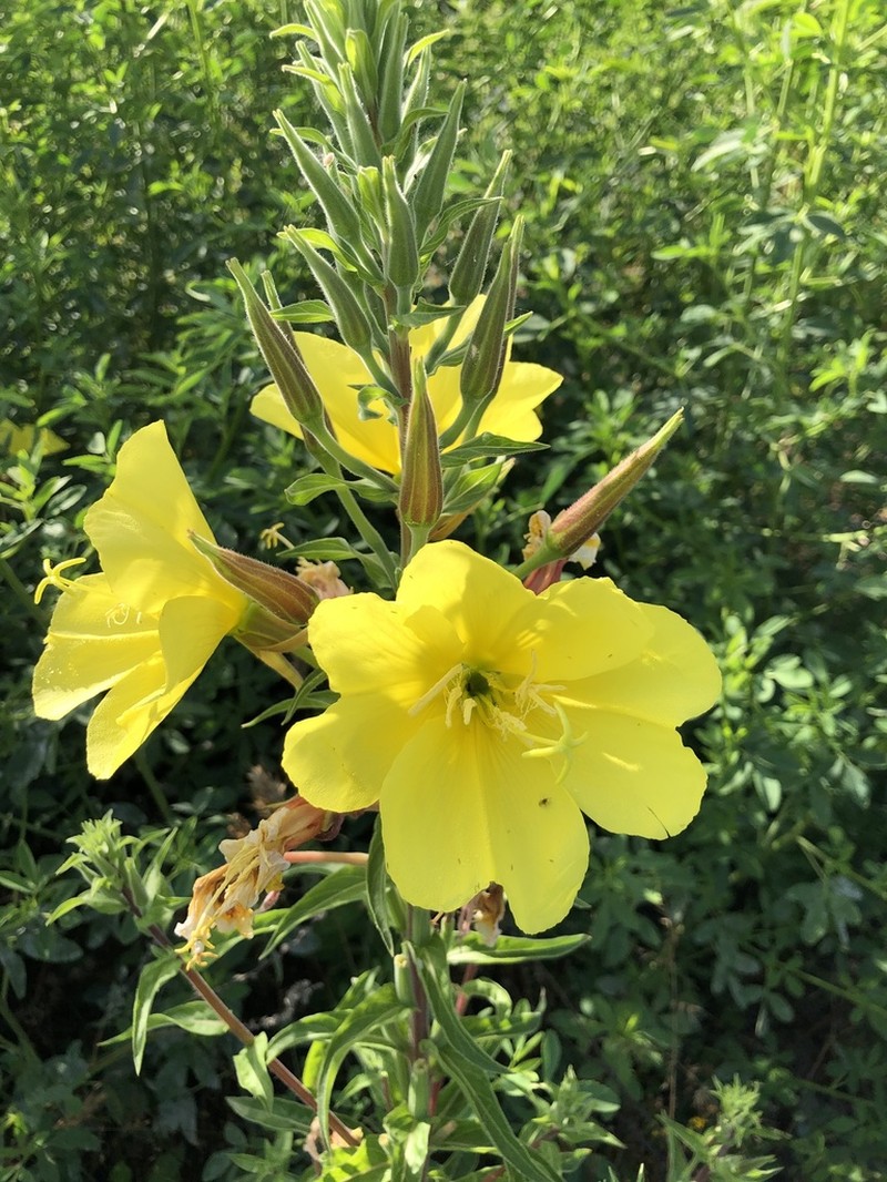 Hooker's Evening Primrose photo 6