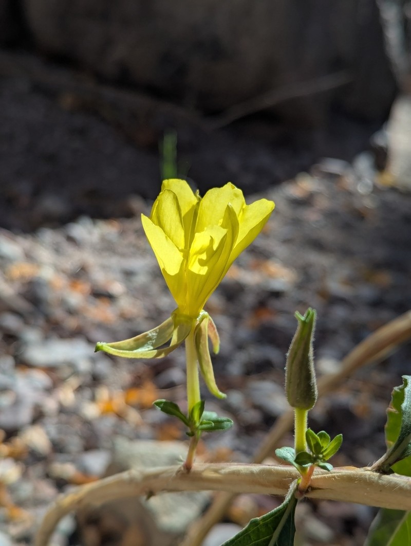 Hooker's Evening Primrose photo 7