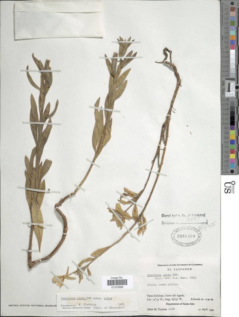 Oenothera elata subsp. elata