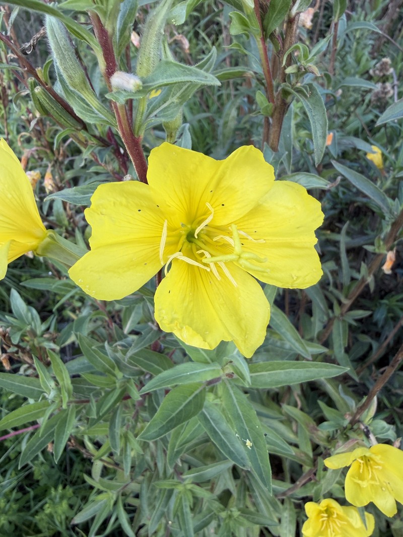 Oenothera elata subsp. hirsutissima
