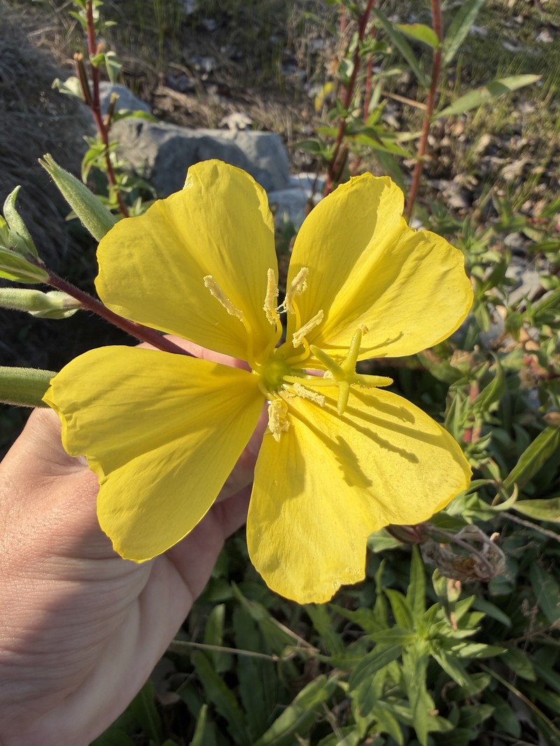 Oenothera elata subsp. hirsutissima photo 2